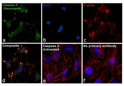 Caspase 3 Monoclonal Antibody (3CSP03 (4.1.18)), Invitrogen 500 &mu;L;