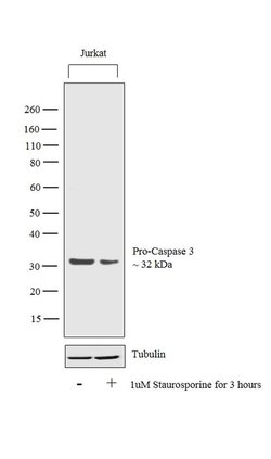 Caspase 3 Monoclonal Antibody (3CSP03 (4.1.18)), Invitrogen 500 &mu;L;