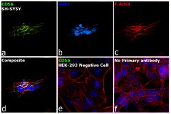 Invitrogen CD56 Monoclonal Antibody (56C04) 500 &mu;L | Buy Online | Invitrogen&trade; | Fisher Scientific