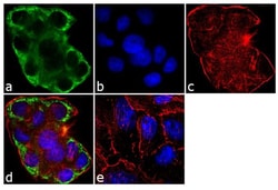 Invitrogen Cytokeratin 14 Monoclonal Antibody (LL002) 500 &mu;L; Unconjugated:Antibodies,