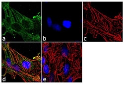 Vinculin Monoclonal Antibody (VLN01), Invitrogen 500 &mu;L; Unconjugated:Antibodies,