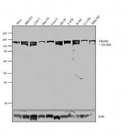 Vinculin Monoclonal Antibody (VLN01), Invitrogen 500 &mu;L; Unconjugated:Antibodies,