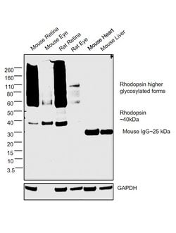 Invitrogen Rhodopsin Monoclonal Antibody (RET-P1) 500 &mu;L; Unconjugated:Anticuerpos