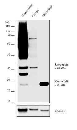 Invitrogen Rhodopsin Monoclonal Antibody (RET-P1) 500 &mu;L; Unconjugated:Anticuerpos