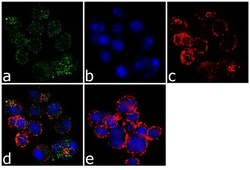 L-Plastin Monoclonal Antibody (LPL4A.1), Invitrogen 500 &mu;L; Unconjugated:Antibodies,