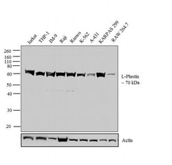 L-Plastin Monoclonal Antibody (LPL4A.1), Invitrogen 500 &mu;L; Unconjugated:Antibodies,