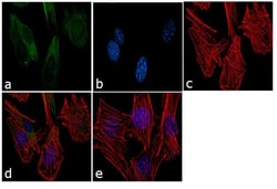MYH11 Monoclonal Antibody (SM-M10), Invitrogen 500 &mu;L | Buy Online | Thermo Scientific | Fisher Scientific