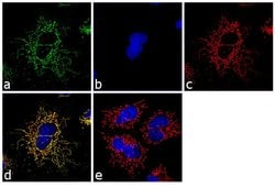 Mitochondria Monoclonal Antibody (MTC02), Invitrogen&trade;
