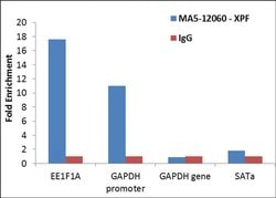 XPF Monoclonal Antibody (51), Invitrogen 500 &mu;L; Unconjugated:Antibodies,