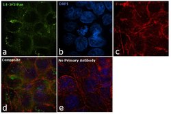 14-3-3 Pan Monoclonal Antibody (CG15), Invitrogen 500 &mu;L; Unconjugated:Antibodies,