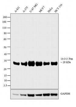14-3-3 Pan Monoclonal Antibody (CG15), Invitrogen 500 &mu;L; Unconjugated:Antibodies,