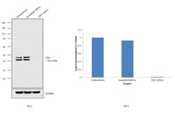 TID1 Monoclonal Antibody (RS13), Invitrogen 500 μL; Unconjugated:Antibodies,