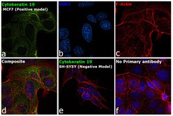 Invitrogen Cytokeratin 19 Monoclonal Antibody (BA17) 500 &mu;L | Buy Online | Invitrogen&trade; | Fisher Scientific
