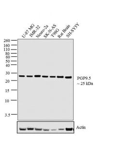 PGP9.5 Monoclonal Antibody (10A1), Invitrogen 500 &mu;L; Unconjugated:Antibodies,