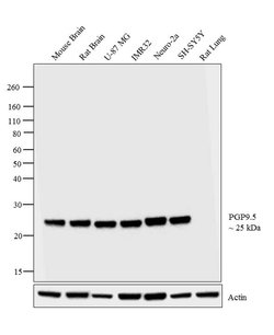PGP9.5 Monoclonal Antibody (10A1), Invitrogen 500 &mu;L; Unconjugated:Antibodies,