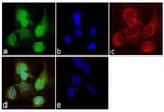 CA19-9 Monoclonal Antibody (116-NS-19-9), Invitrogen™