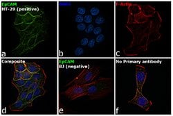 Invitrogen™ EpCAM Monoclonal Antibody (323/A3)