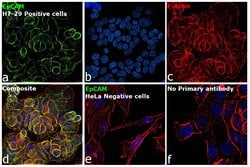 Invitrogen&trade;&nbsp;EpCAM Monoclonal Antibody (MOC-31)
