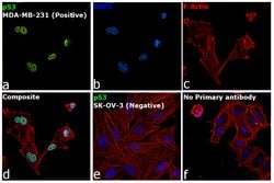 Invitrogen p53 Monoclonal Antibody (DO-7) 500 &mu;L; Unconjugated:Antibodies,