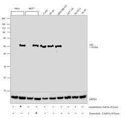 Invitrogen p53 Monoclonal Antibody (DO-7) 500 &mu;L; Unconjugated:Antibodies,