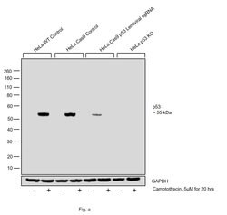 Invitrogen p53 Monoclonal Antibody (DO-7) 500 &mu;L; Unconjugated:Antibodies,