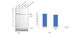 Invitrogen Cytokeratin 5 Monoclonal Antibody (XM26) 500 &mu;L; Unconjugated:Antibodies,