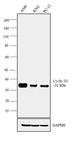 Invitrogen Cyclin D3 Monoclonal Antibody (DCS-22) 500 &mu;L; Unconjugated:Antibodies,