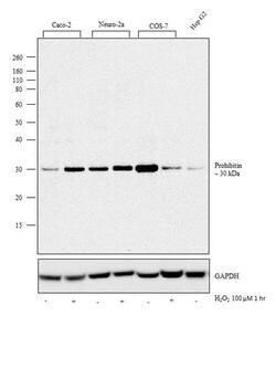Invitrogen Prohibitin Monoclonal Antibody (II-14-10) 500 &mu;L; Unconjugated:Antibodies,