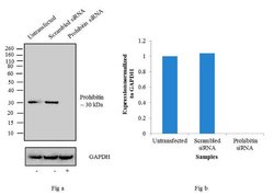 Invitrogen Prohibitin Monoclonal Antibody (II-14-10) 500 &mu;L; Unconjugated:Antibodies,