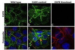 Invitrogen EGFR Monoclonal Antibody (225) 500 &mu;L; Unconjugated:Antibodies,