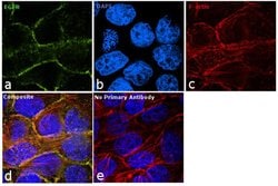 Invitrogen EGFR Monoclonal Antibody (225) 500 &mu;L; Unconjugated:Antibodies,
