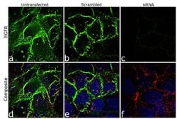 Invitrogen EGFR Monoclonal Antibody (225) 500 &mu;L; Unconjugated:Antibodies,