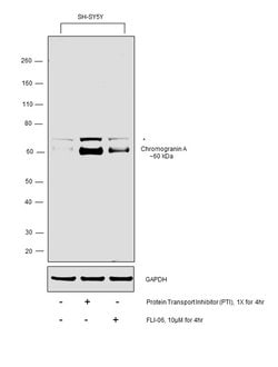 Invitrogen Chromogranin A Monoclonal Antibody (LK2H10) 500 &mu;L; Unconjugated:Antibodies,