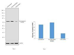 Invitrogen Chromogranin A Monoclonal Antibody (LK2H10) 500 &mu;L; Unconjugated:Antibodies,