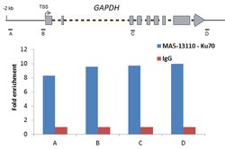 Ku70 Mouse anti-Hamster, Human, Mouse, Non-human primate, Xenopus laevis,