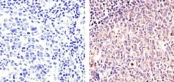 Cyclin B1 Monoclonal Antibody (V152), Invitrogen 500 &mu;L; Unconjugated:Antibodies,