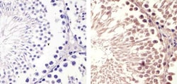 Cyclin B1 Monoclonal Antibody (V152), Invitrogen 500 &mu;L; Unconjugated:Antibodies,
