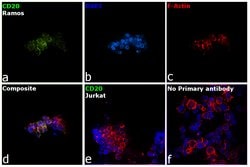 Invitrogen™ CD20 Monoclonal Antibody (L26)