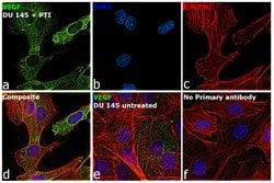 Invitrogen VEGF Monoclonal Antibody (JH121) 500 &mu;L; Unconjugated:Antikörper