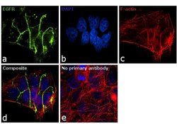 EGFR Monoclonal Antibody (111.6), Invitrogen 500 &mu;L | Buy Online | Thermo Scientific | Fisher Scientific