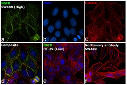 Invitrogen NGFR Monoclonal Antibody (NGFR5) 500 &mu;L; Unconjugated:Antibodies,