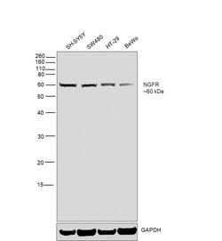 Invitrogen NGFR Monoclonal Antibody (NGFR5) 500 &mu;L; Unconjugated:Antibodies,