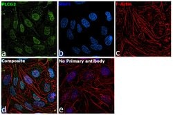 Invitrogen CBP Monoclonal Antibody (NM11) 500 &mu;L; Unconjugated:Antibodies,