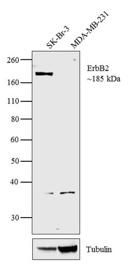 Invitrogen ErbB2 (HER-2) Monoclonal Antibody (3B5), Biotin 500 &mu;L; Biotin:Antibodies,