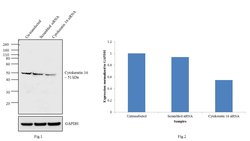 Cytokeratin 16 Monoclonal Antibody (LL025), Invitrogen 500 &mu;L | Buy Online | Invitrogen | Fisher Scientific