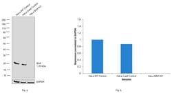 Invitrogen Bax Monoclonal Antibody (2D2) 500 &mu;L; Unconjugated:Antibodies,