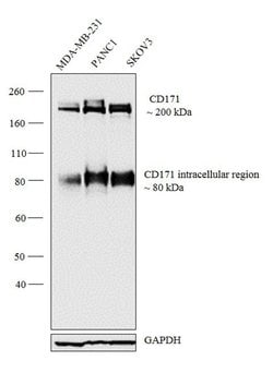CD171 Monoclonal Antibody (UJ127), Biotin, Invitrogen 500 &mu;L; Biotin:Antibodies,
