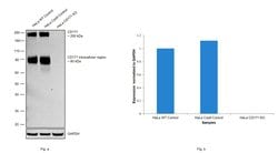 Invitrogen CD171 Monoclonal Antibody (UJ127) 500 &mu;L; Unconjugated:Antibodies,