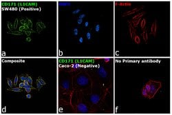 Invitrogen CD171 Monoclonal Antibody (UJ127) 500 &mu;L; Unconjugated:Antibodies,