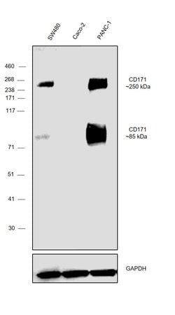 Invitrogen CD171 Monoclonal Antibody (UJ127) 500 &mu;L; Unconjugated:Antibodies,